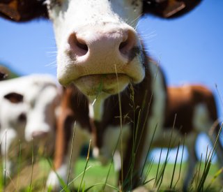 herd cows producing milk gruyere cheese france spring