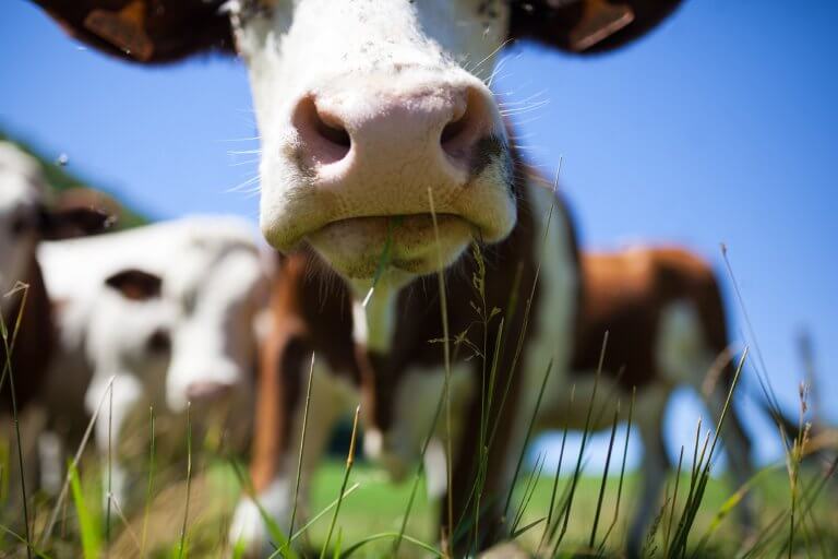 herd cows producing milk gruyere cheese france spring